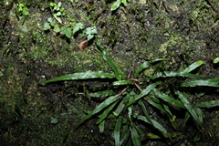 Asplenium attenuatum