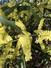 Juliflorae