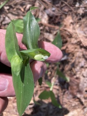 Commelina communis