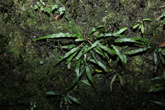 Asplenium attenuatum