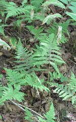Phegopteris