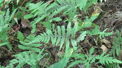 Phegopteris