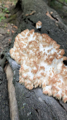 Hericium americanum