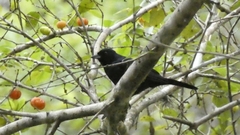 Tachyphonus coronatus