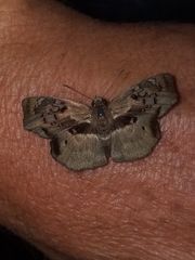 Quadrus lugubris