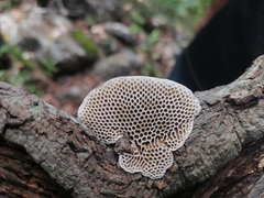 Hexagonia
