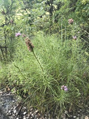 Liatris punctata mucronata