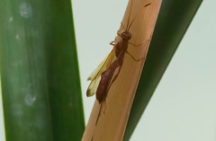 Labena tinctipennis