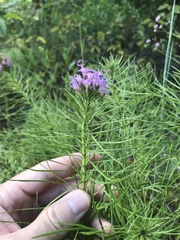 Liatris punctata mucronata