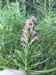 Liatris punctata mucronata