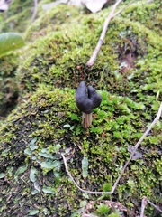 Helvella lacunosa