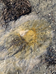 Phacellophora camtschatica