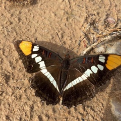 Adelpha eulalia
