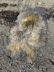 Phacellophora camtschatica