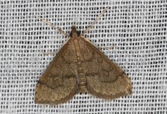 Metasia dicealis
