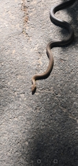 Zamenis longissimus