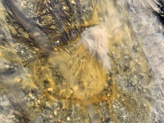 Phacellophora camtschatica