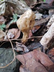 Helvella crispa