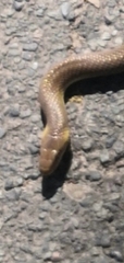 Zamenis longissimus