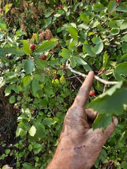 Crataegus chrysocarpa piperi