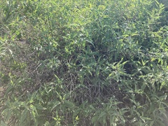 Ambrosia ambrosioides