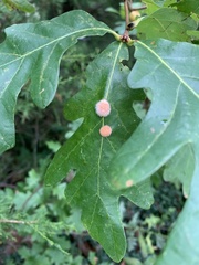 Druon quercusflocci