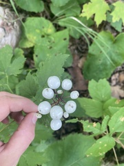 Actaea rubra neglecta