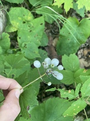 Actaea rubra neglecta