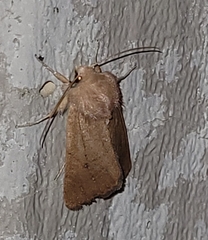 Mythimna unipuncta