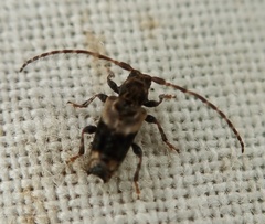 Pogonocherus hispidus