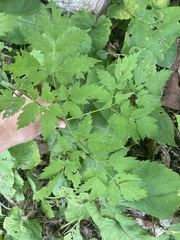Actaea rubra neglecta