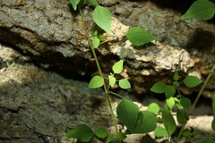 Parietaria debilis