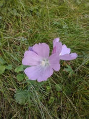 Sidalcea neomexicana