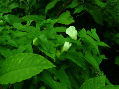 Calystegia sepium