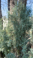 Juniperus scopulorum
