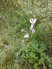 Sidalcea neomexicana