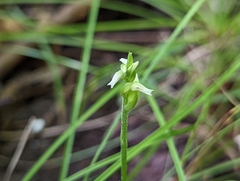 Spiranthes ovalis