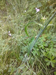 Sidalcea neomexicana