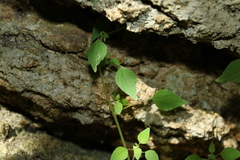 Parietaria debilis