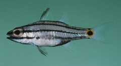Twospot Cardinalfish photo 4