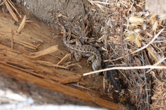 Sceloporus occidentalis bocourtii