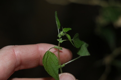 Parietaria debilis