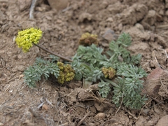 Lomatium foeniculaceum macdougalii