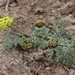 Macdougal's Lomatium - Photo (c) Jim Morefield, some rights reserved (CC BY), uploaded by Jim Morefield