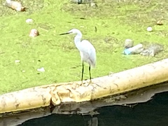 Egretta thula