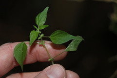 Parietaria debilis
