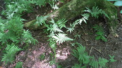 Phegopteris