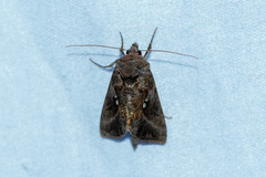 Autographa