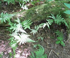 Phegopteris