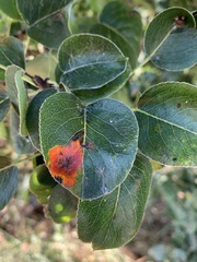 Gymnosporangium sabinae